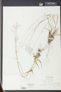 Panicum albomarginatum image