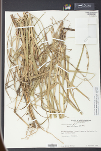 Panicum amarum image