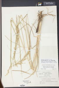 Panicum amarum subsp. amarulum image