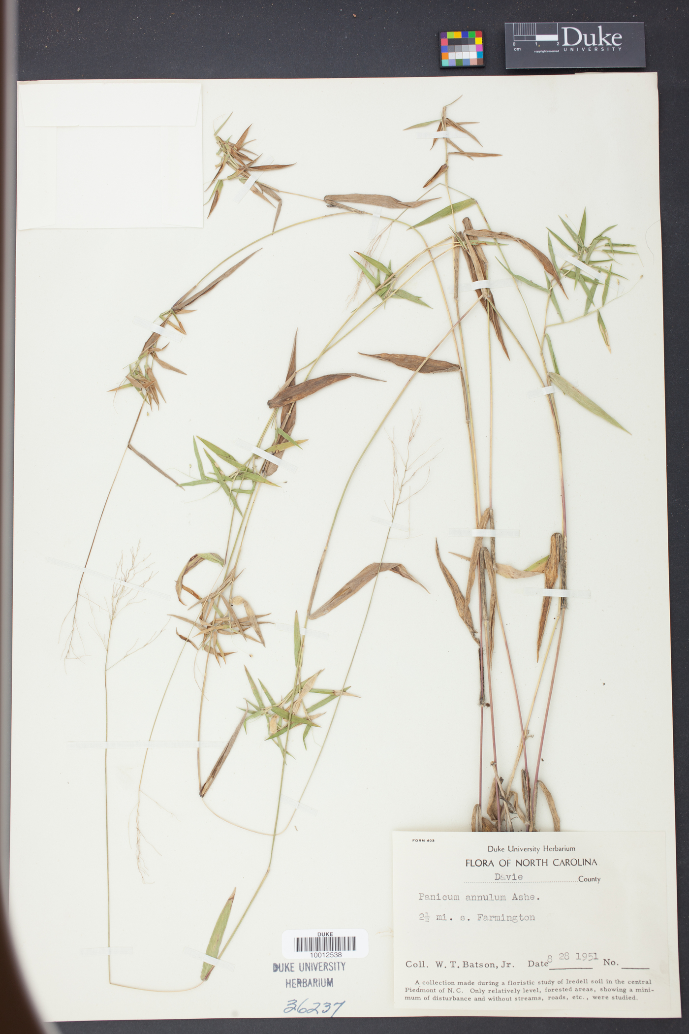 Panicum annulum image