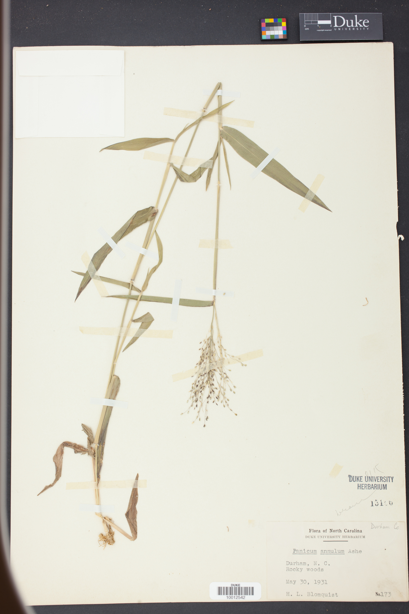 Panicum annulum image