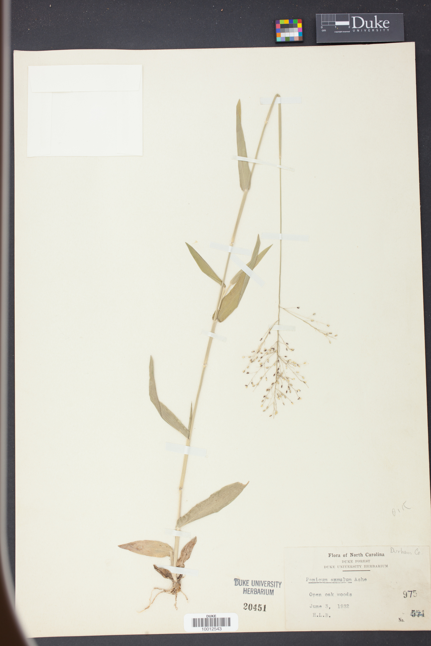 Panicum annulum image