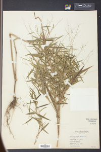 Panicum ashei image