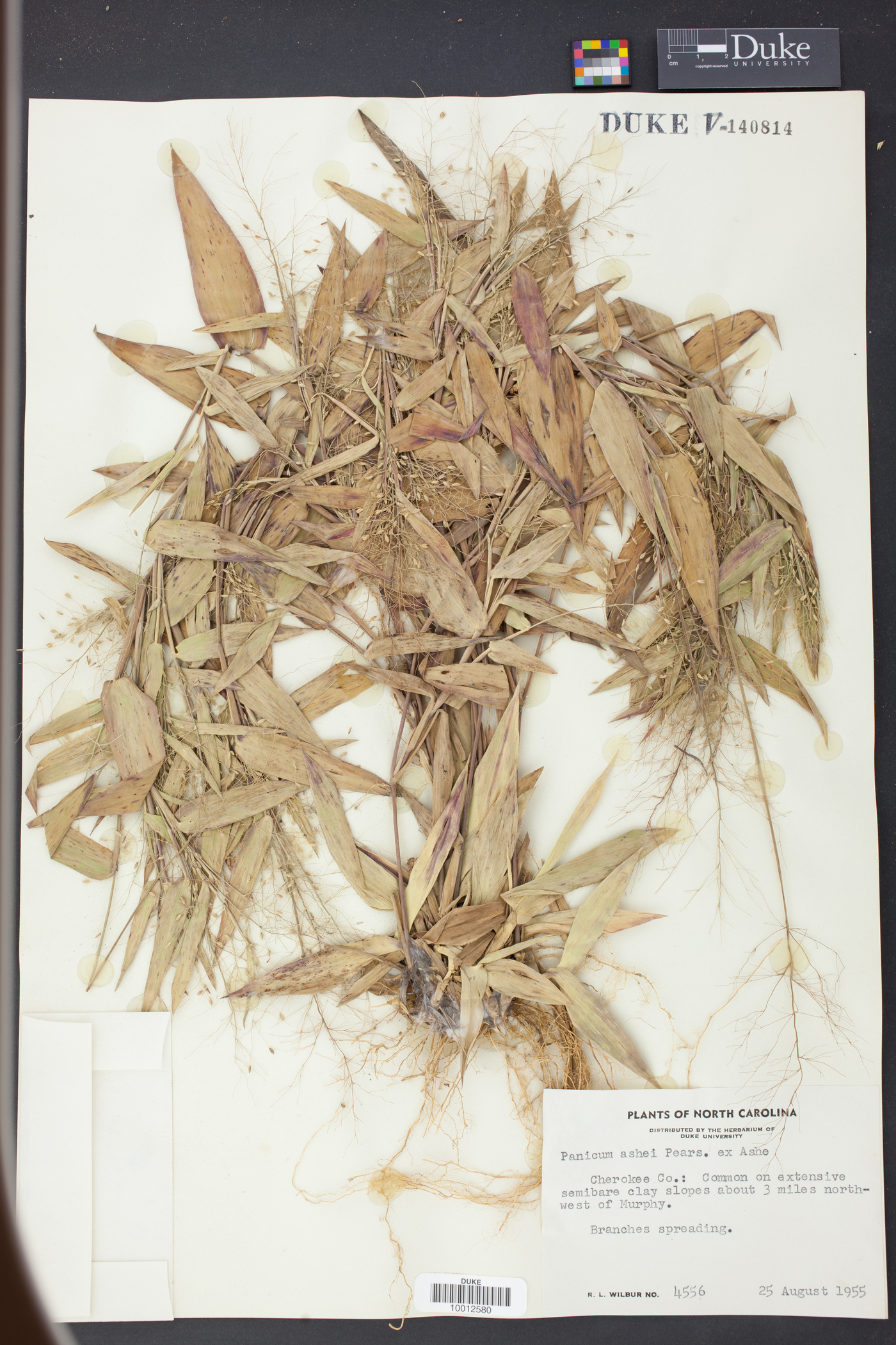 Panicum ashei image