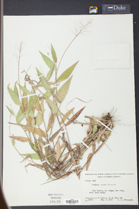 Panicum ashei image