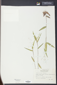 Panicum ashei image