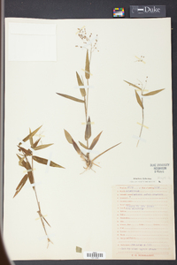 Panicum ashei image