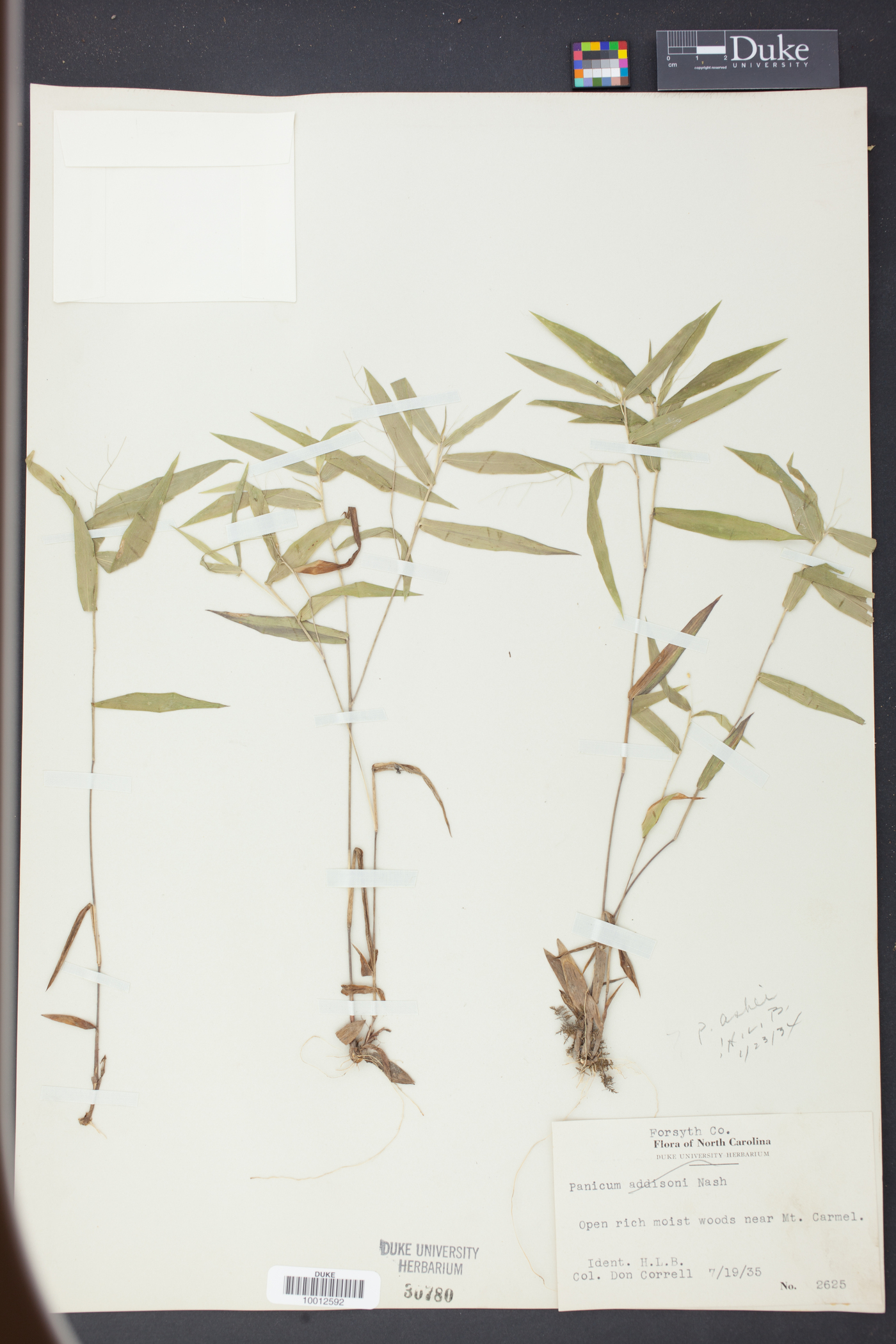 Panicum ashei image