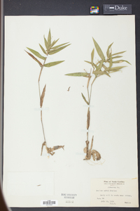 Panicum ashei image