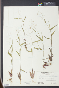 Panicum ashei image