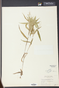 Panicum ashei image
