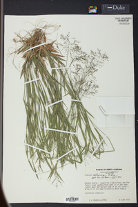 Dichanthelium acuminatum subsp. acuminatum image