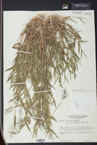 Dichanthelium acuminatum subsp. acuminatum image