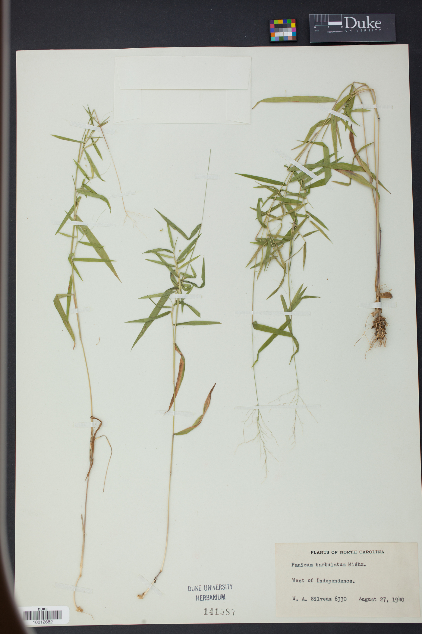 Panicum barbulatum image