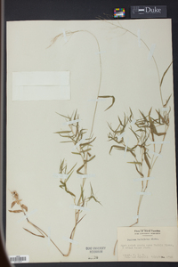 Panicum barbulatum image