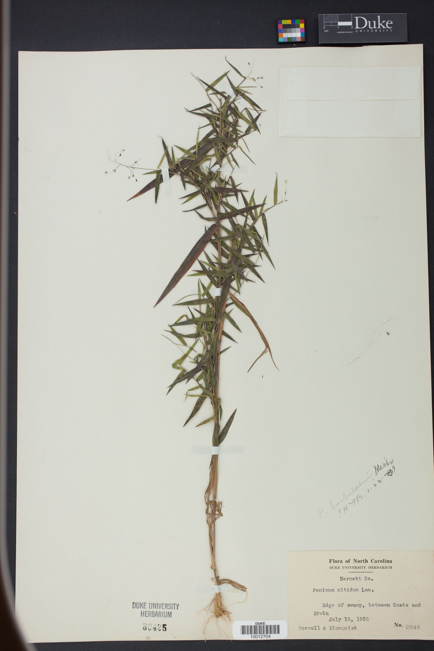 Panicum barbulatum image