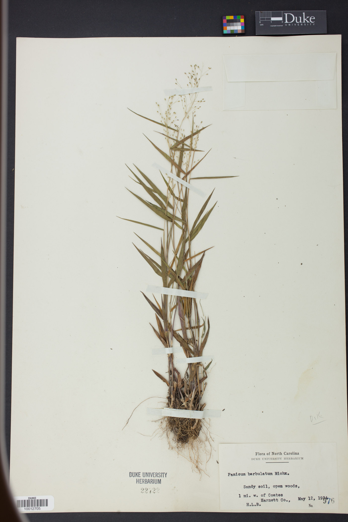 Panicum barbulatum image