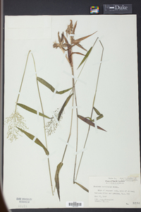 Panicum barbulatum image