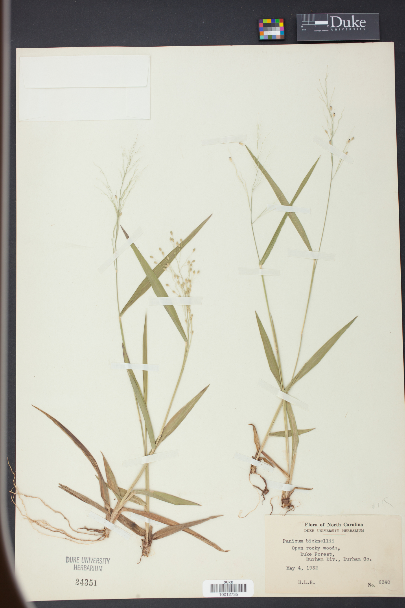 Panicum bicknellii image