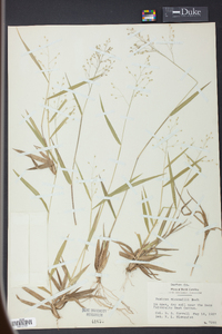 Panicum bicknellii image