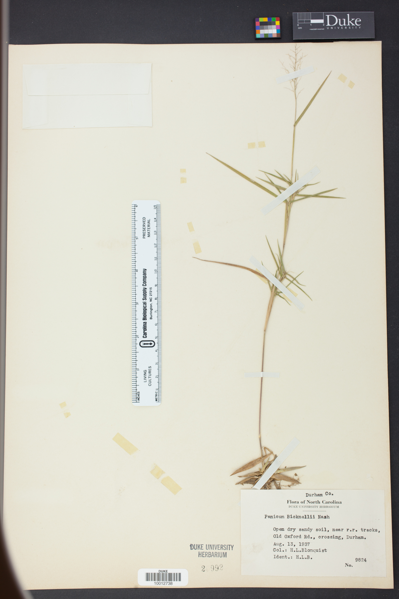 Panicum bicknellii image