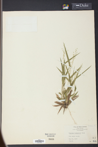 Panicum bicknellii image