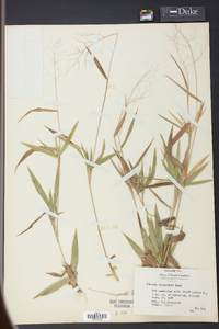 Panicum bicknellii image