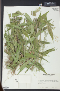 Panicum boscii image