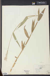 Panicum boscii image