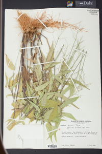 Panicum boscii image