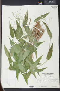 Panicum boscii image