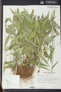 Panicum boscii image