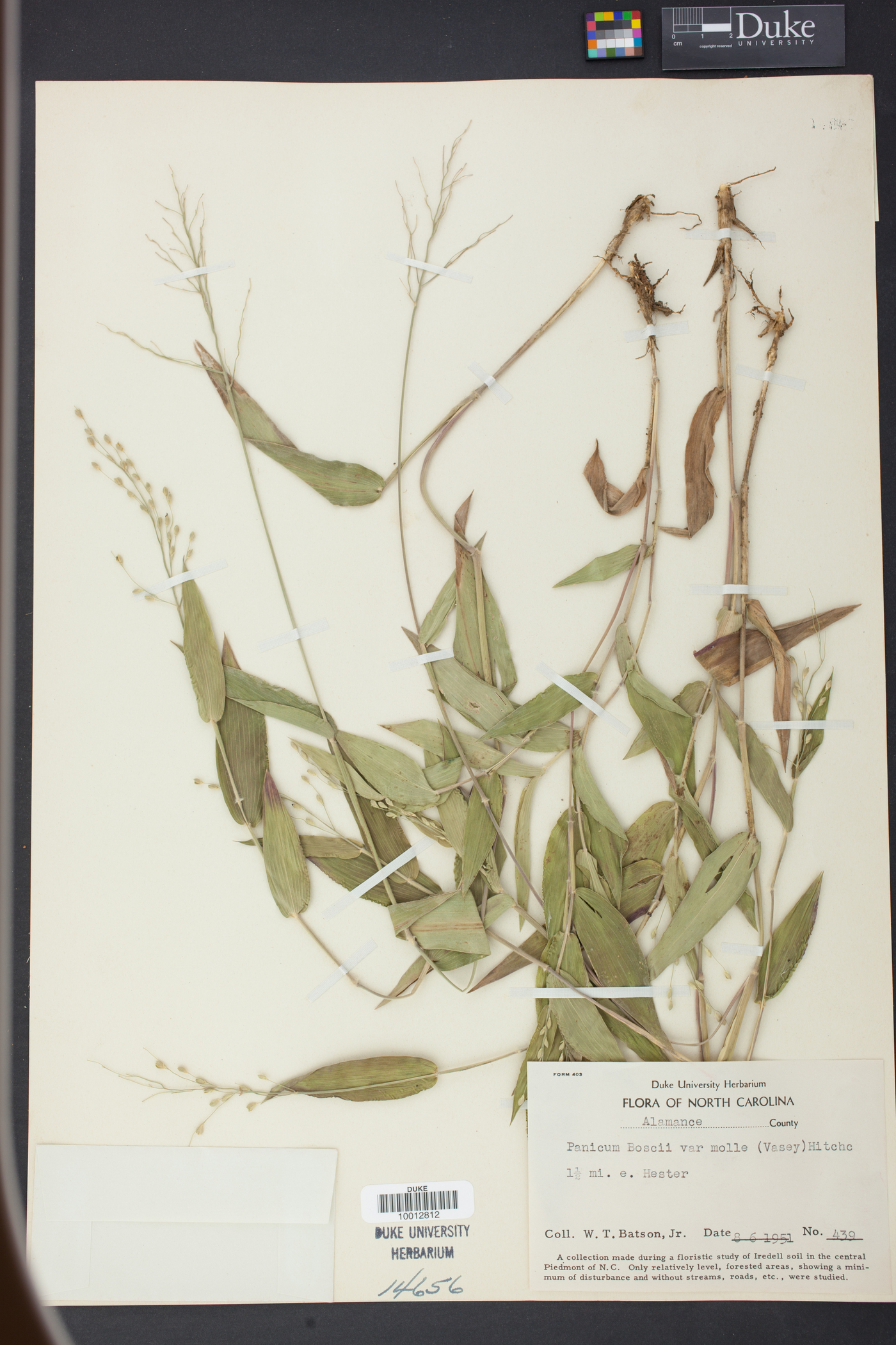 Panicum boscii var. molle image