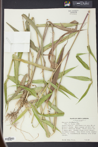 Panicum clandestinum image