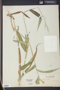 Panicum clandestinum image