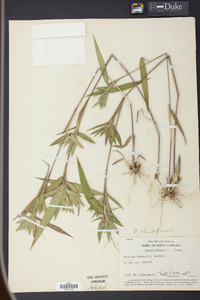 Panicum clandestinum image