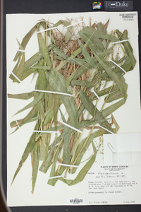 Panicum clandestinum image