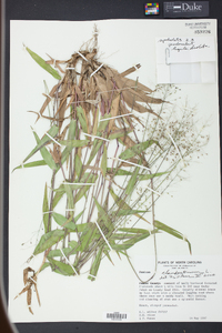 Panicum clandestinum image