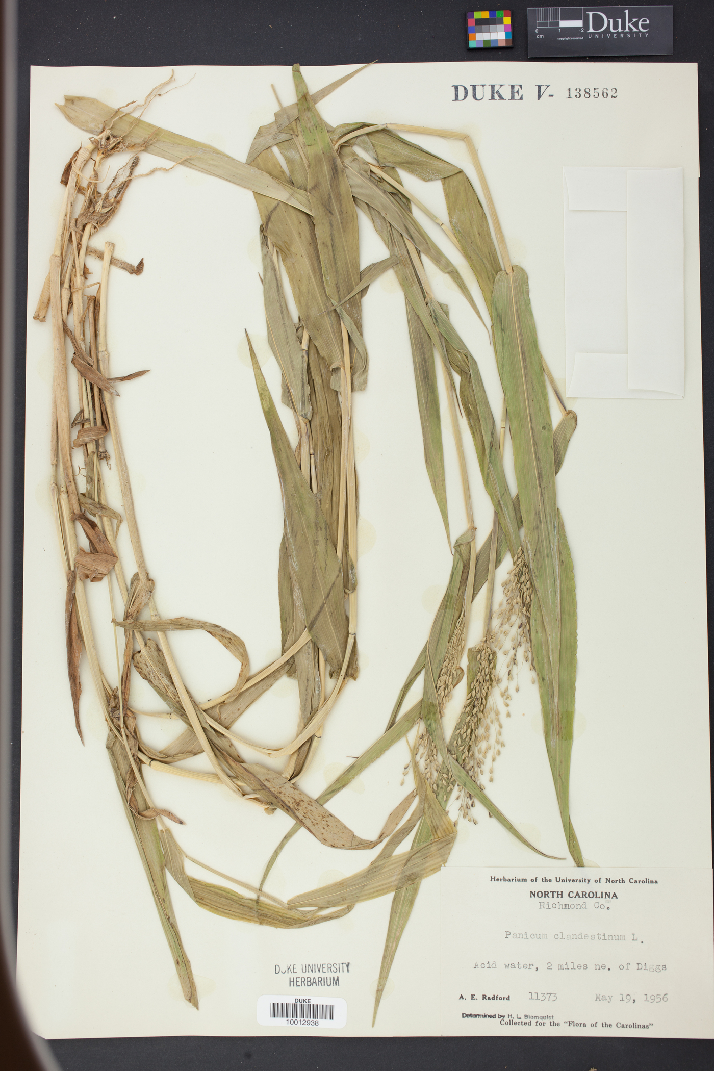 Panicum clandestinum image