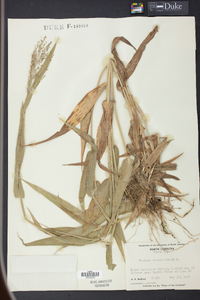 Panicum clandestinum image