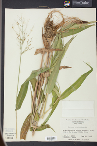 Panicum clandestinum image