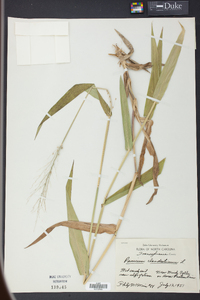 Panicum clandestinum image