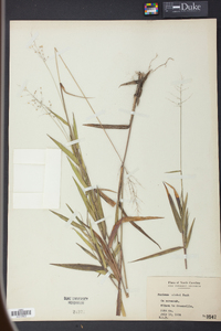 Panicum clutei image