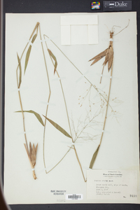 Panicum clutei image