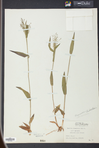 Panicum commutatum image