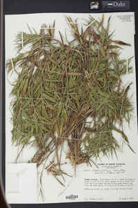 Panicum commutatum image