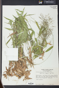 Panicum commutatum image