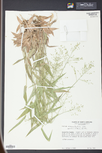 Panicum commutatum image