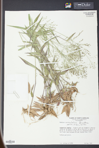 Panicum commutatum image