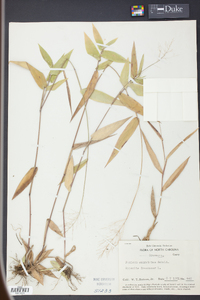 Panicum commutatum image